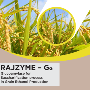 RAJZYME GG