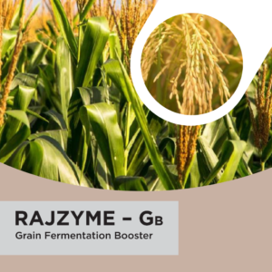 RAJZYME GB